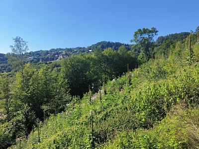Prodej  lesa 4 922 m²