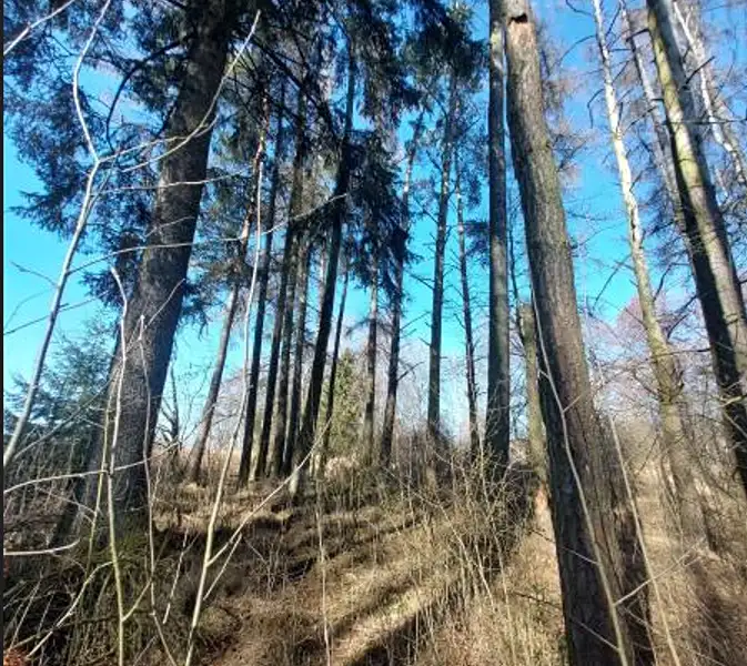Prodej lesa 2039 m², Čáslavsko – náhled fotky 2