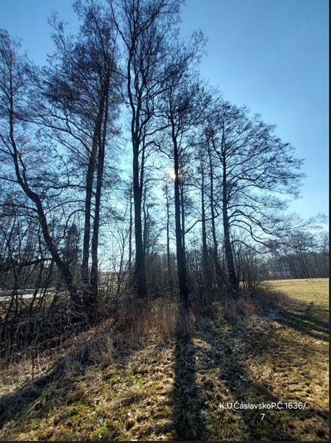 Prodej lesa 2939 m²