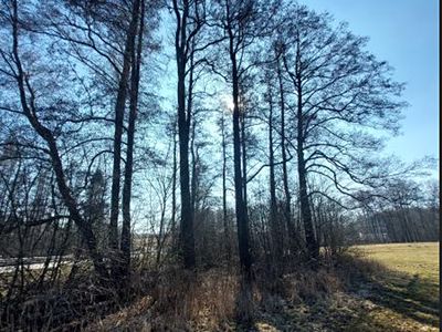 Prodej lesa 2939 m²