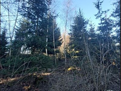Prodej lesa 3140 m²