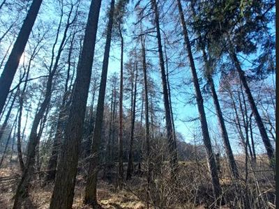 Prodej lesa 2039 m²