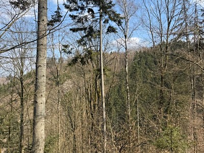 Prodej podílu 1/8  lesa 11 060 m²