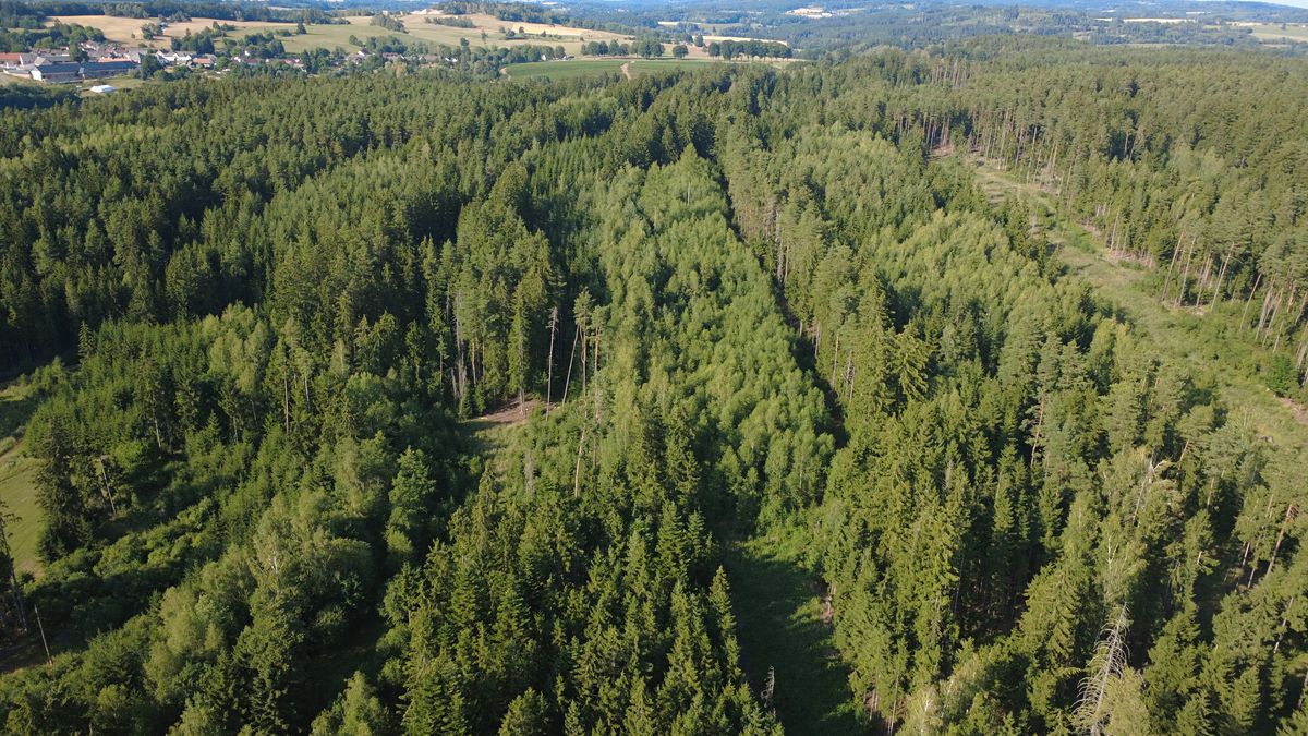 Prodej lesa 48886 m² – fotografie 5