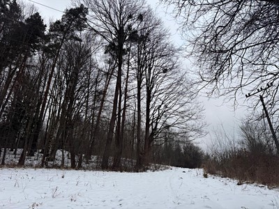 Prodej  lesa 43 476 m²