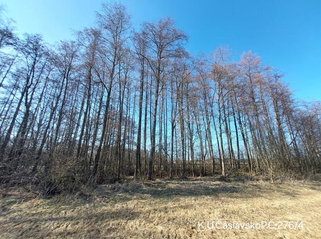 Prodej lesa 2939 m² – fotografie 3