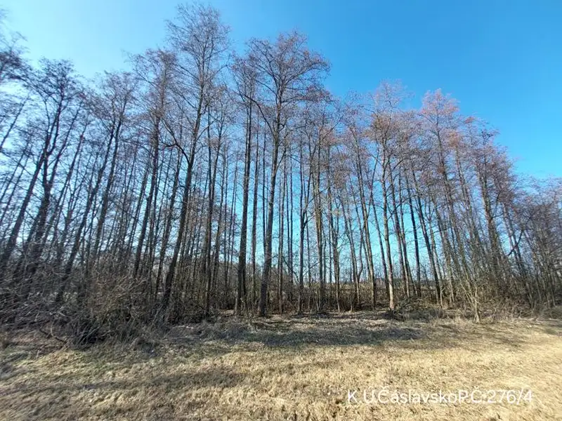 Prodej lesa 2939 m², Čáslavsko – náhled fotky 3