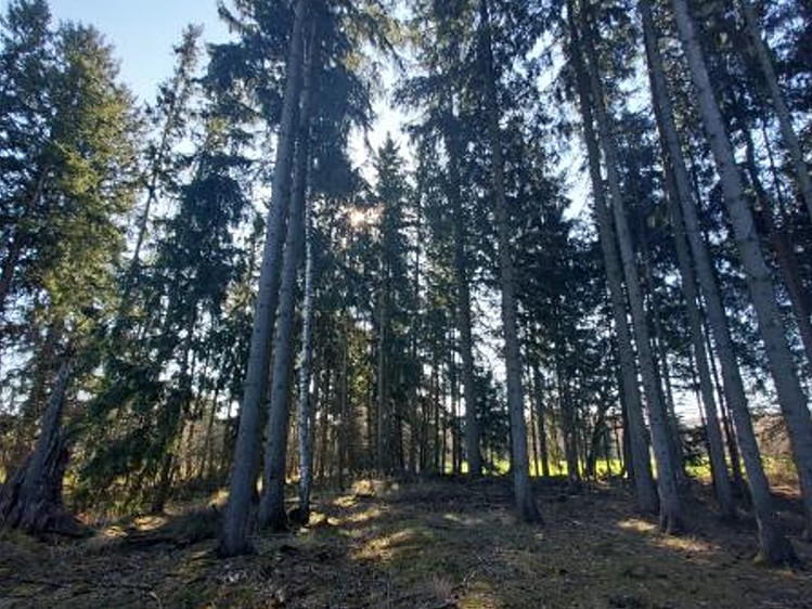 Grundstück zum Kauf, 3.140 m² (3 von 7)
