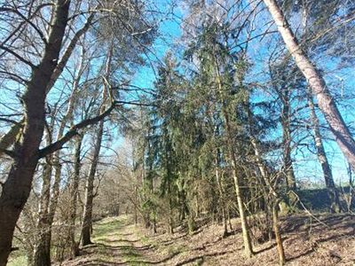 Prodej lesa 1097 m²