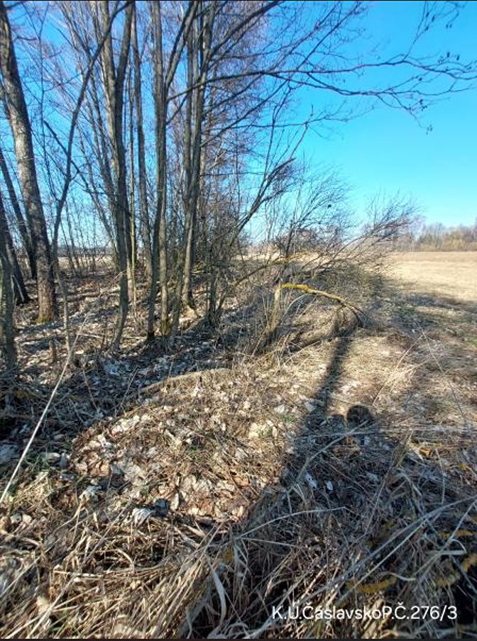 Prodej lesa 2939 m² – fotografie 2