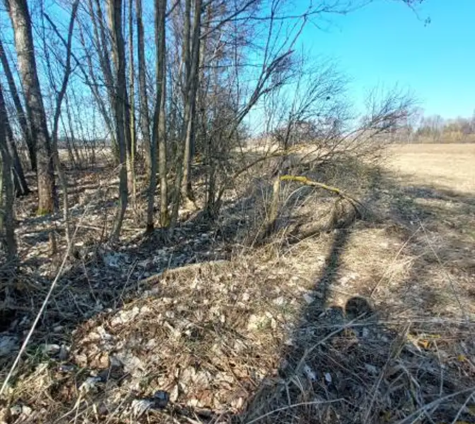 Prodej lesa 2939 m², Čáslavsko – náhled fotky 2