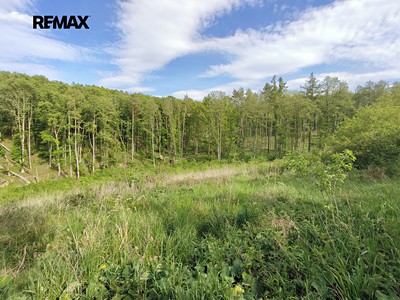 Prodej  lesa 17 681 m²