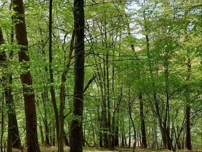 Prodej lesa 2112 m², Mladoňovice – náhled fotky 2
