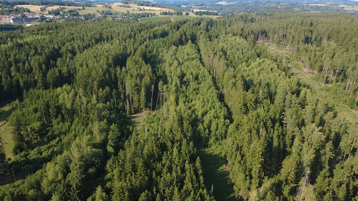 Prodej lesa 48886 m²