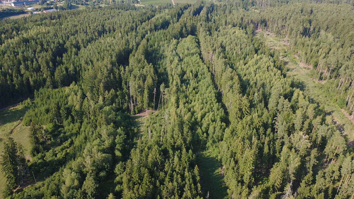 Prodej lesa 48886 m² – fotografie 3