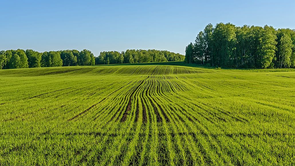 Prodej pole 50000 m²