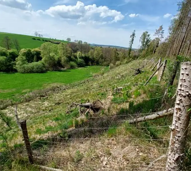 Prodej lesa 12639 m², Rovná – náhled fotky 2