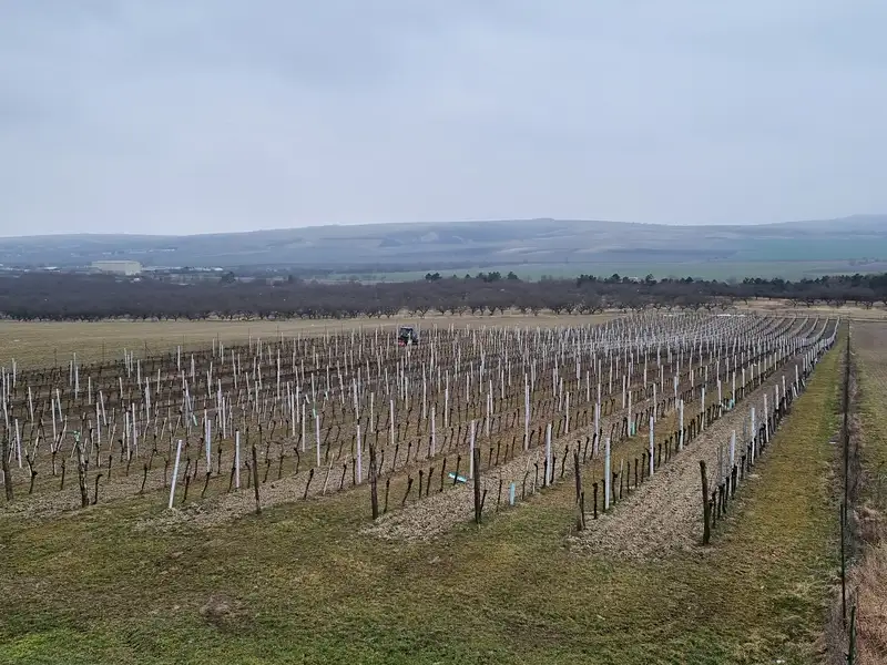 Prodej sadu, vinice 132000 m², Perná – náhled fotky 3