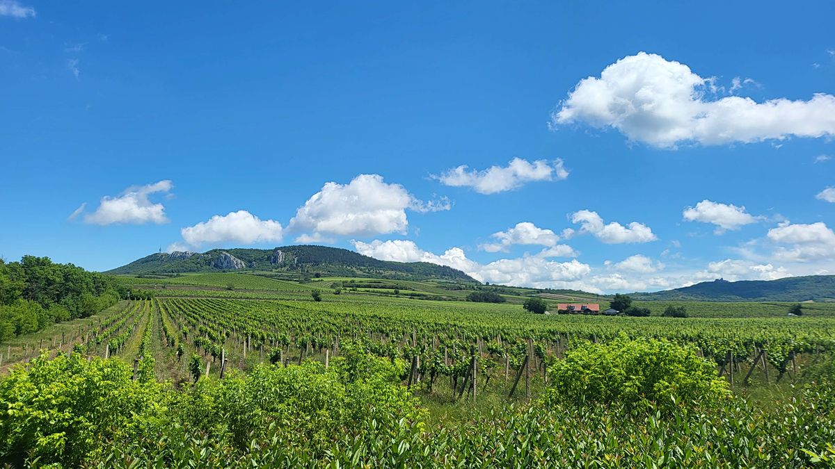 Prodej sadu, vinice 132000 m², Perná – fotka 1 z 3