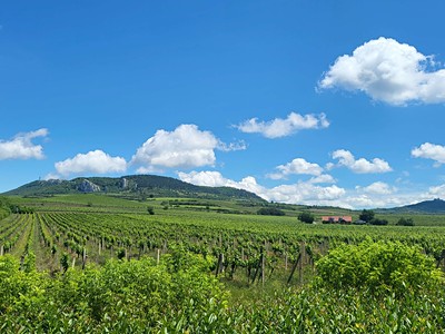 Prodej  sadu, vinice 132 000 m²