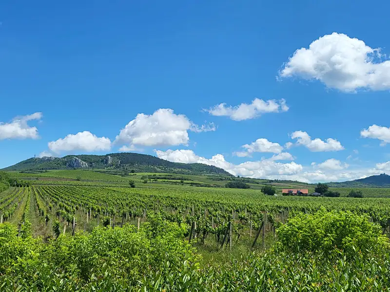 Prodej sadu, vinice 132000 m², Perná – náhled fotky 1