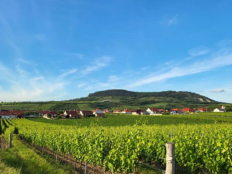 Prodej sadu, vinice 32000 m², Perná – náhled fotky 2
