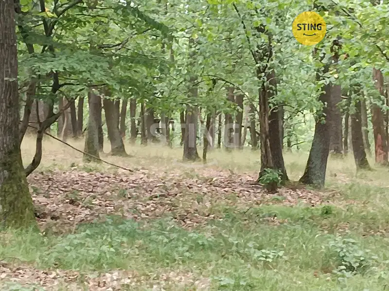 Prodej lesa 2723 m², Morkůvky – náhled fotky 1