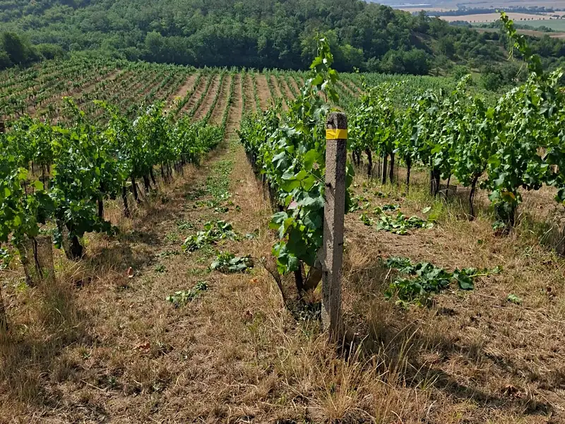 Prodej sadu, vinice 13000 m², Hustopeče – náhled fotky 3