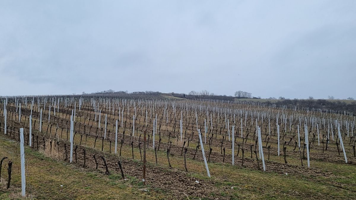 Prodej sadu, vinice 90000 m² – fotografie 3