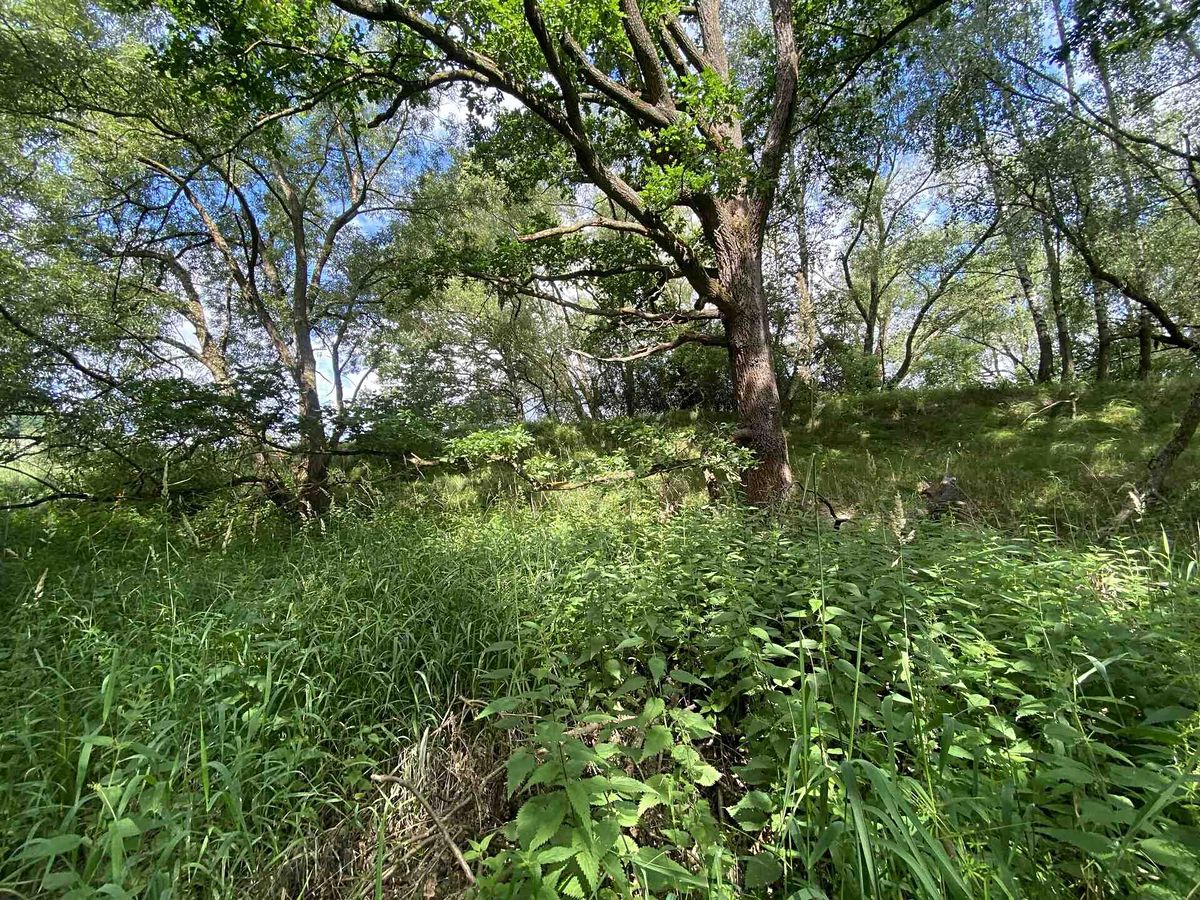 Prodej rybníku (vodní plochy) 4246 m² – fotografie 3