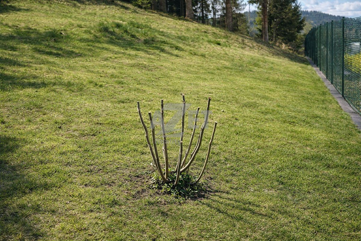 Prodej zahrady 800 m² – fotografie 3