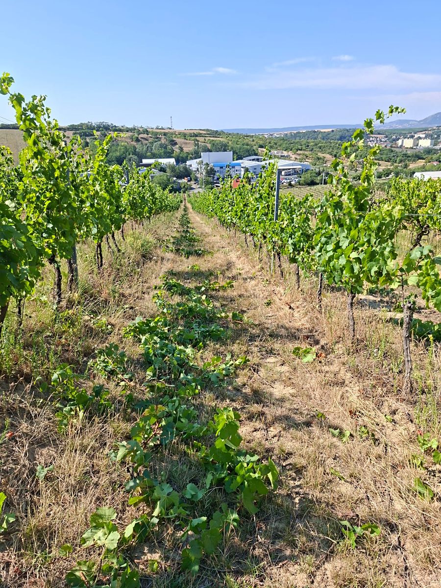 Prodej sadu, vinice 13000 m²