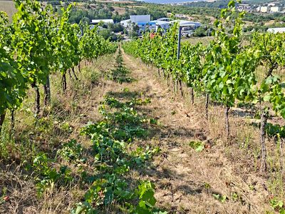 Prodej sadu, vinice 13000 m²