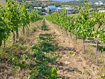 Prodej  sadu, vinice 13 000 m²