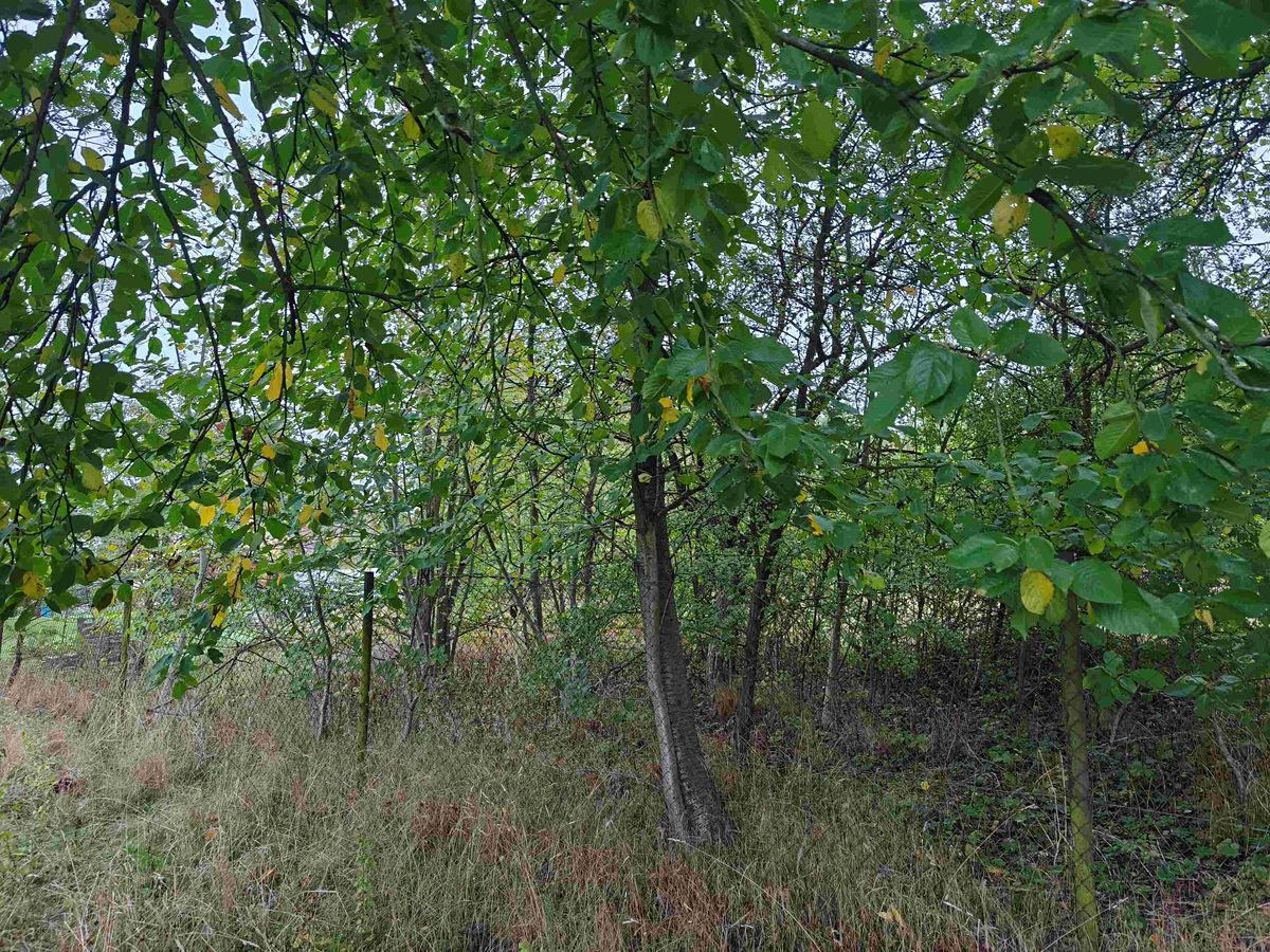 Prodej pozemku 287 m² – fotografie 3