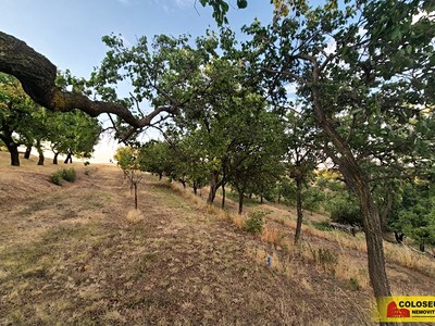 Prodej  pole 872 m²