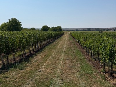 Prodej  sadu, vinice 2 593 m²