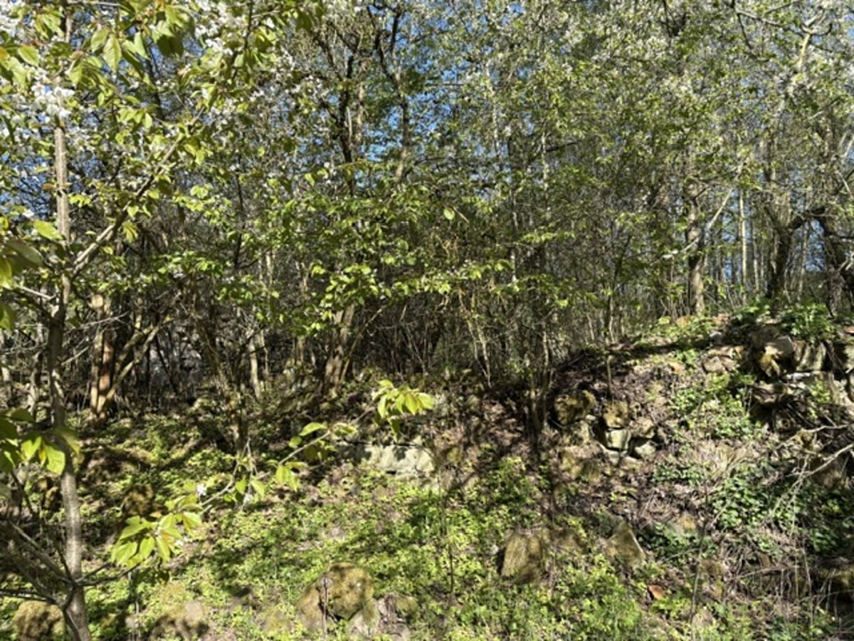 Prodej pozemku 7898 m² – fotografie 5