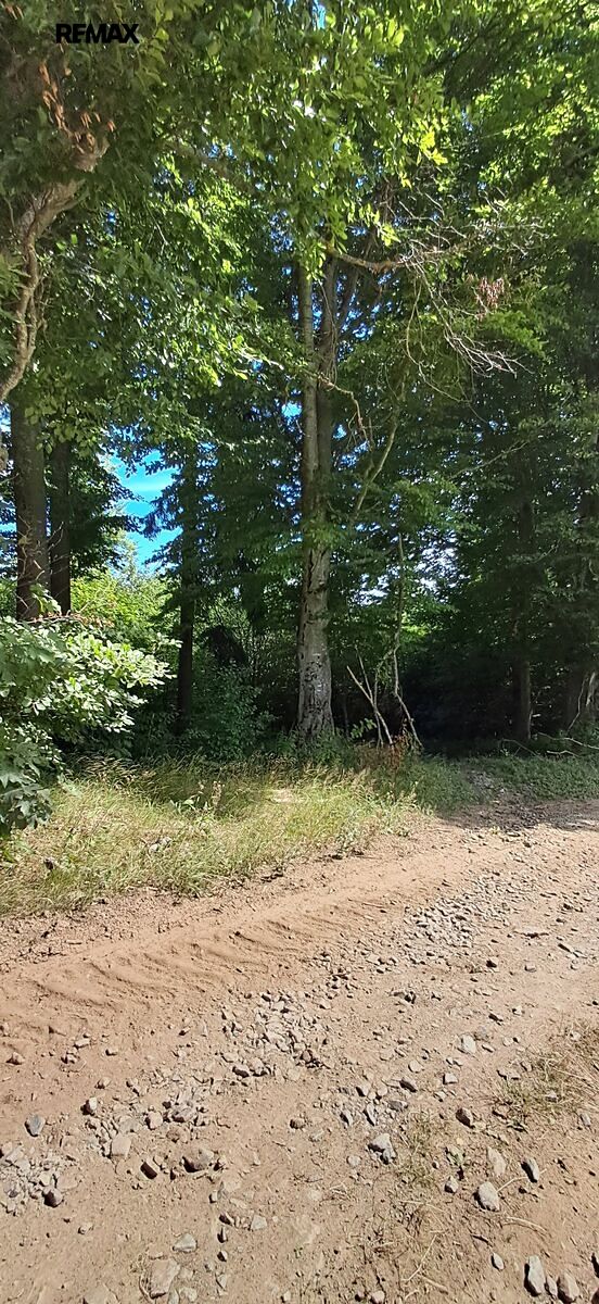 Prodej lesa 5194 m², Hlavňovice – fotka 1 z 3