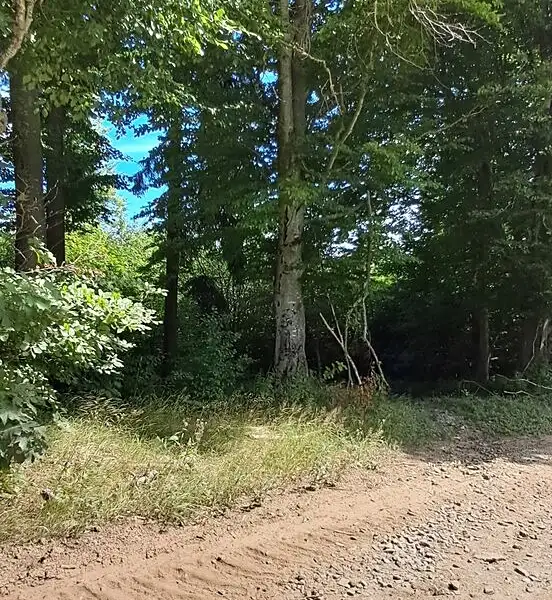 Prodej lesa 5194 m², Hlavňovice – náhled fotky 1