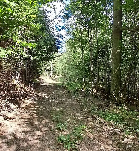 Prodej lesa 5194 m², Hlavňovice – náhled fotky 3