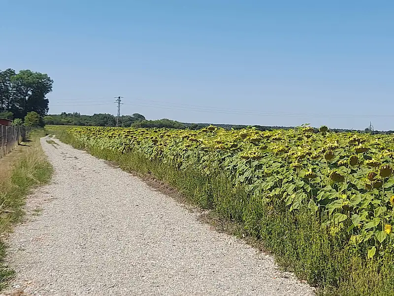 Prodej zahrady 2897 m², Čachovice – náhled fotky 2