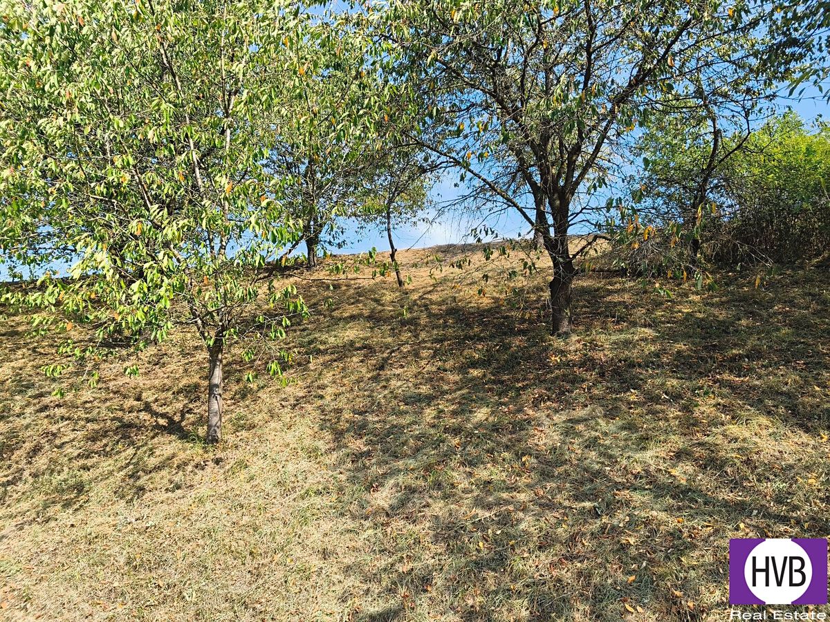 Prodej sadu, vinice 1229 m² – fotografie 3