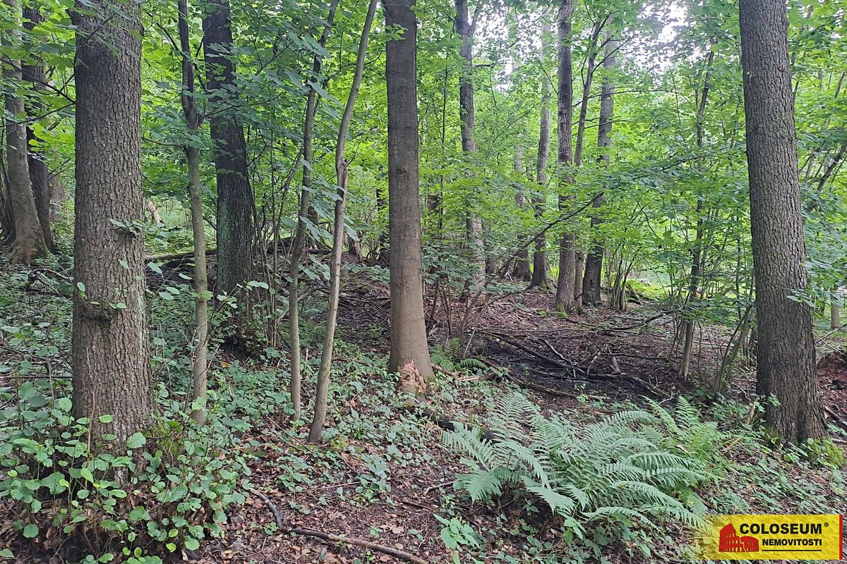 Prodej lesa 20371 m²