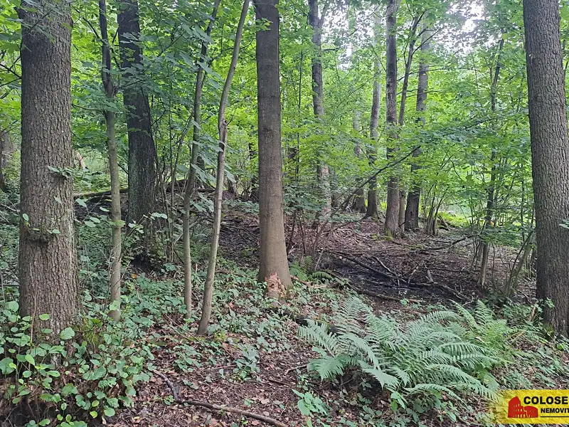 Prodej lesa 20371 m², Dalečín – náhled fotky 1