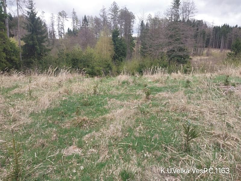Prodej lesa 1810 m²