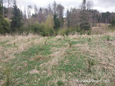 Prodej lesa 1810 m²