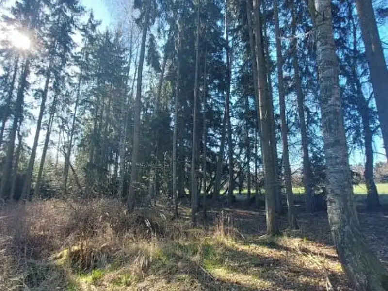 Prodej lesa 2742 m², Čáslavsko – náhled fotky 1