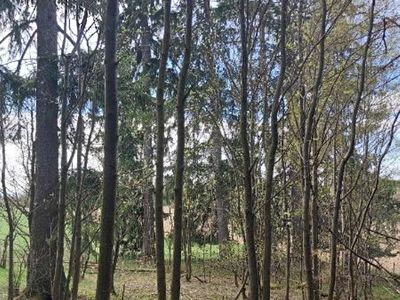 Prodej lesa 1258 m²
