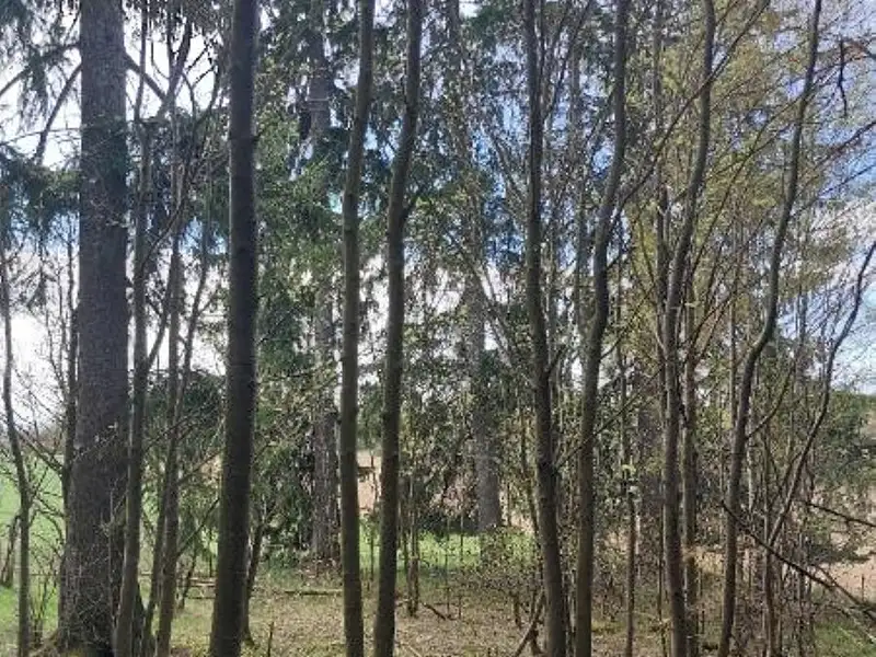 Prodej lesa 1258 m², Žirovnice – náhled fotky 1